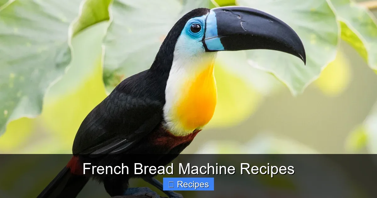 French Bread Machine Recipes