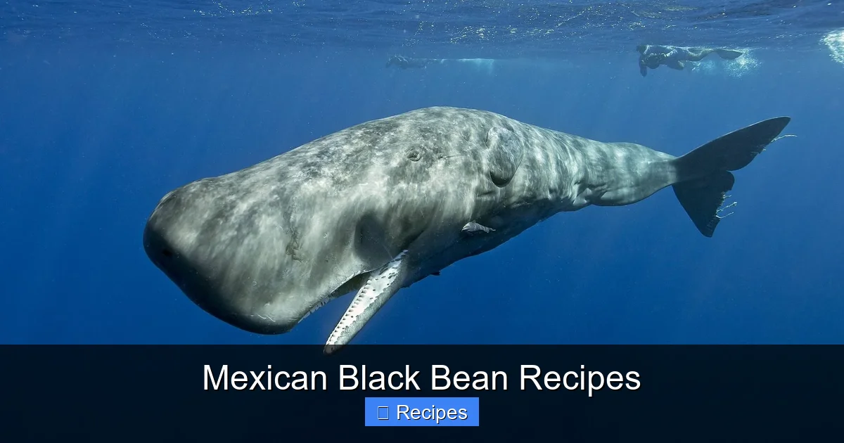 Mexican Black Bean Recipes