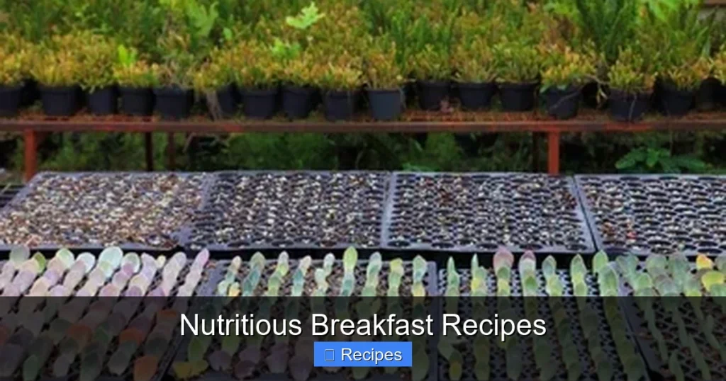 Nutritious Breakfast Recipes Nutritious Breakfast Recipes